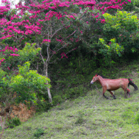丘陵山坡上面迎面奔跑的棕红色骏马，绿树成荫，点缀鲜花