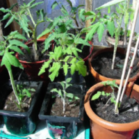 Potted soil (12 kg pot−1 ) was sterilized with 2% formalin solution and about twenty days old tomato seedlings (4 seedlings pot−1 ) of each twenty-five different genotype were transplanted in a plastic pot kept (14ʺ width × 16ʺ height) at temperature ± 27 °C and relative humidity 50–70%. Plants were inoculated fifteen days after transplanting with fungal cultural suspension (3 × 105 conidia mL−1 ) by hand sprayer. After inoculation, inoculated plants were covered with plastic begs for 48 h to maintain humidity 65–70%. Pots of each twenty-five genotypes without fungal inoculation (control) were also maintained in triplicate.