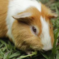 A guinea pig